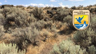 Washington Sagebrush