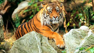 Sunda Tiger