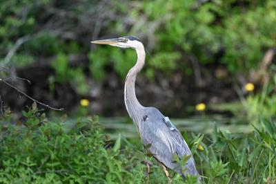 Waterfowl and Wading Bird Habitats Along the Acadia Trails