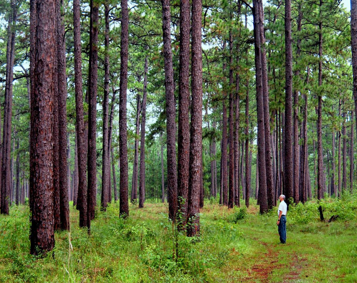 North Carolina longleaf pines its history and future