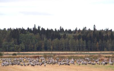 Vaasa, Söderfjärden