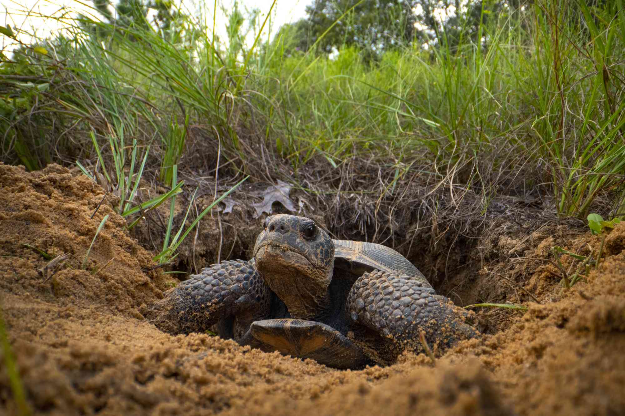 Conservation Of Gopher Tortoises In The Southeastern US