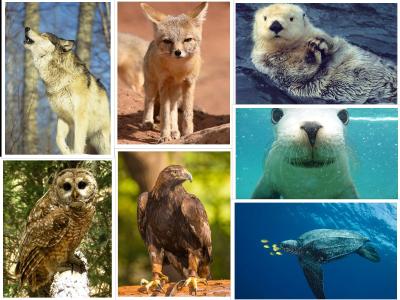 Endangered Animal Species in California