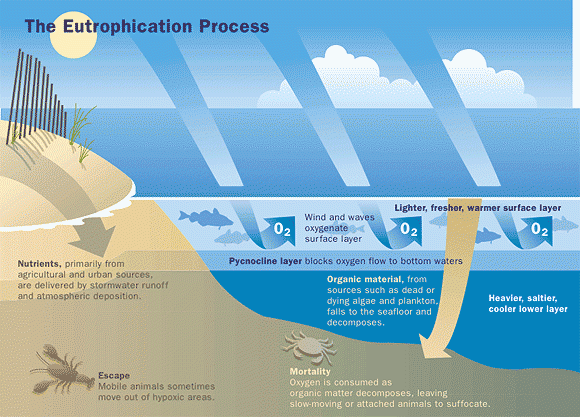 Eutrophication's Effect On US Estuarine And Coastal Waters