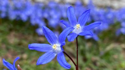 Vårblommor i Trädgårdsföreningen