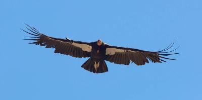 The California Condor: An endangered species in California