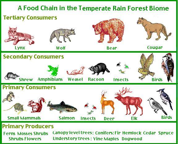 Secondary Consumers | Definition, Types And Examples