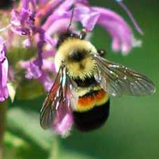 Completing genome of rusty patched bumble bee