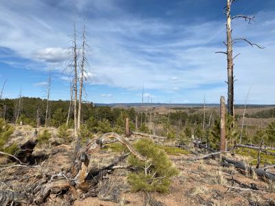 Lutheran Valley Ranch and Retreat Wildfire Mitigation Plan