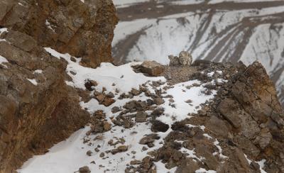 Searching for the Snow Leopard: Guardian of the High Mountains