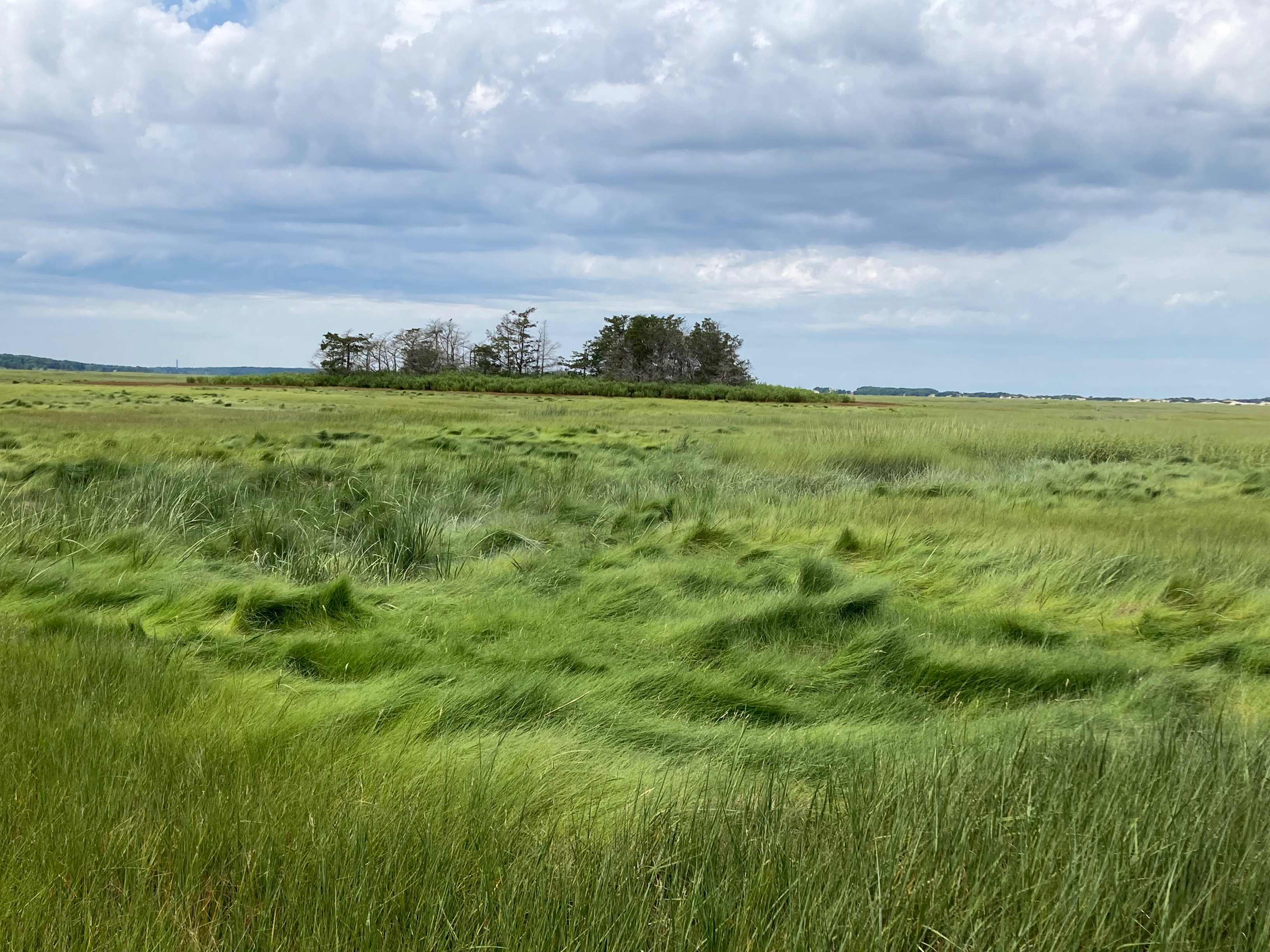 salt-marshes