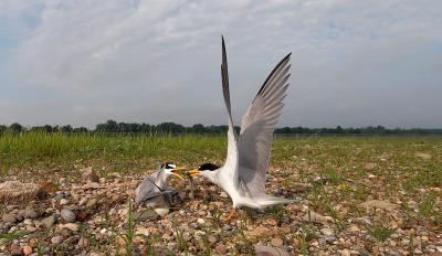The Nongame Wildlife Fund: 40th Anniversary