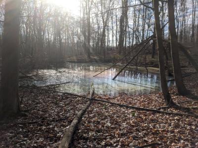 Vernal Pools