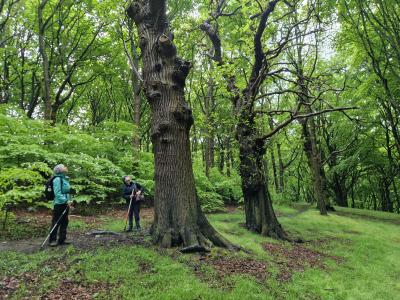 Exploring Graves Park