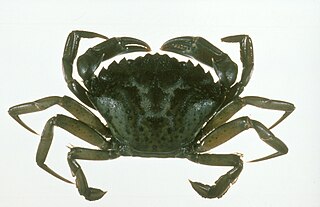 Invasive Green Crabs