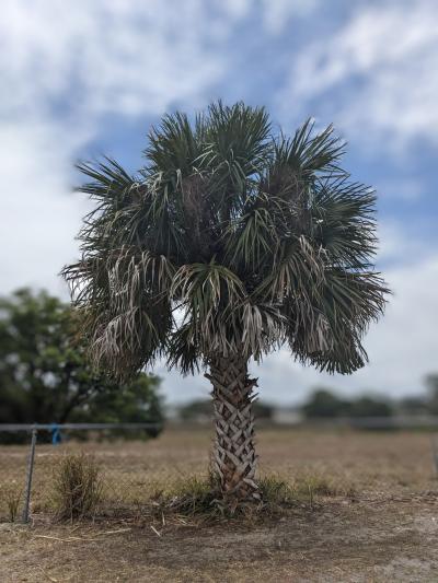 Trees of the Neighborhood