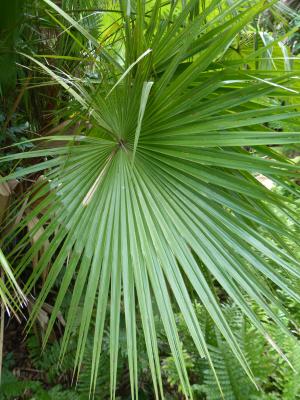 Manatee County’s Plant Pioneers