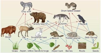 Wolf Recovery in the US