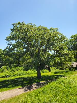 Bur Oak Blight Study